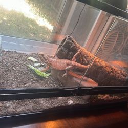 HYPO RED BEARDED DRAGON !!!!