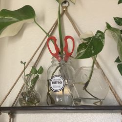 Monstera Albo Cutting (rooted)