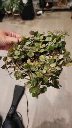 Hoya curtisii