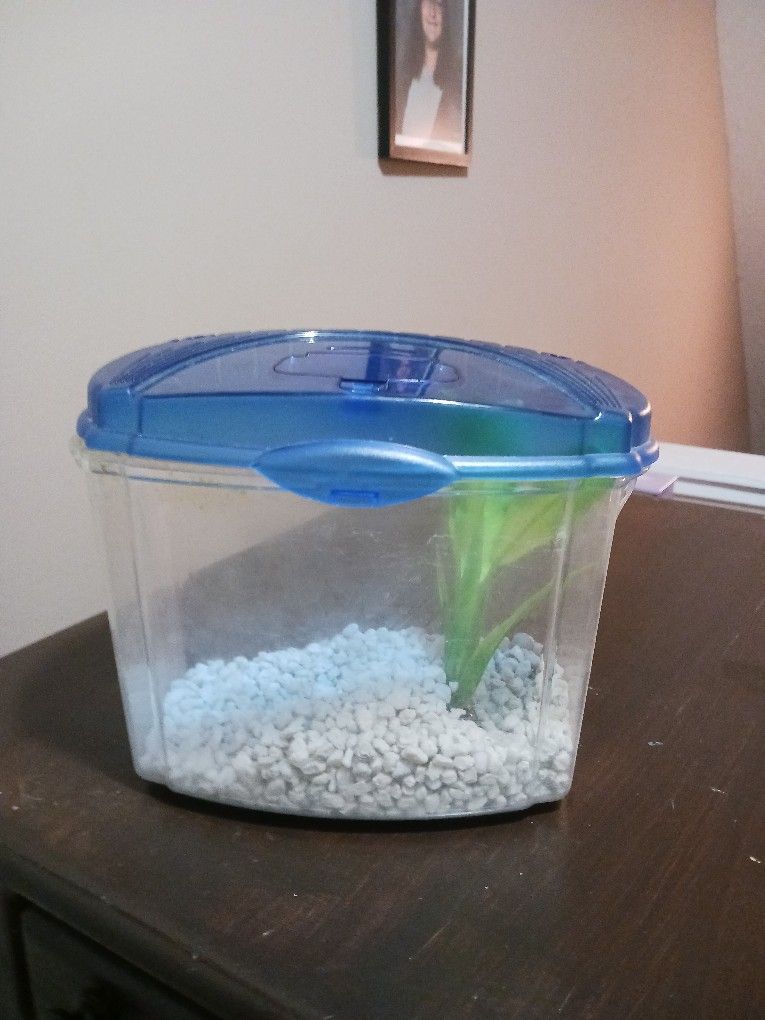 Betta fish tank