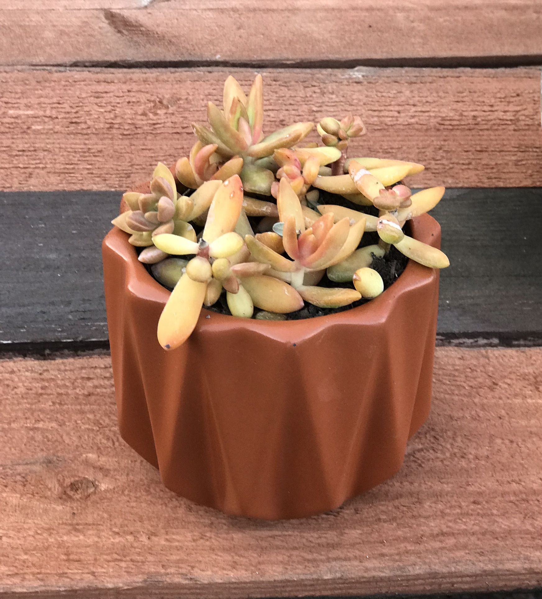 $7 Potted Succulent