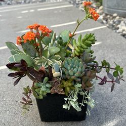 Small Succulent and Cacti Plant arrangement