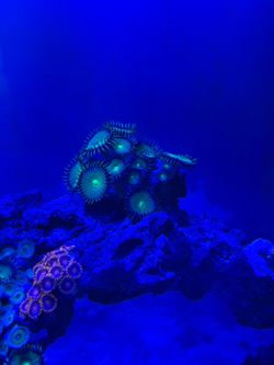 Nuclear Green Zoa