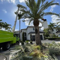 Palm and tree trimming