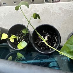 Plants
