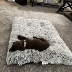 Dog Bed