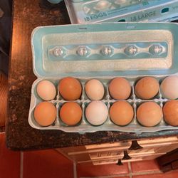 Hatching Eggs Fertile-Doz(12)