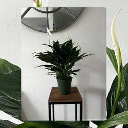 Plants For Sale, Ask For Prices