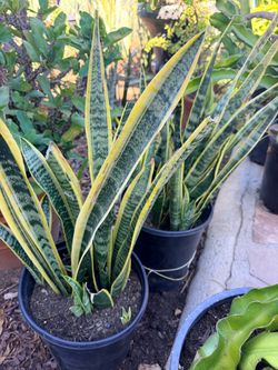 Snake plants houseplants $20 each