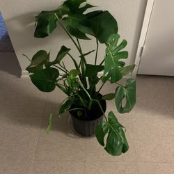 Plant 🌱