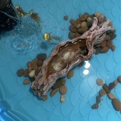 Have Your Fish Outgrown Your Tank Or You Can’t Take Care Of Them Message Us, Please Read Description Before Texting.