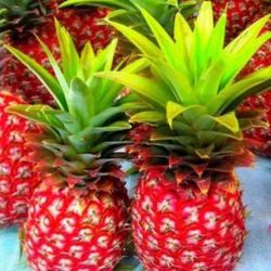Red Mini Pineapple Fully Grown Plant 3 Gallon