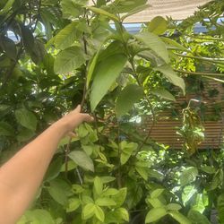 Guava Fruit Tree Plant