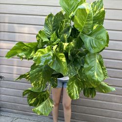 10” hawaiian pothos