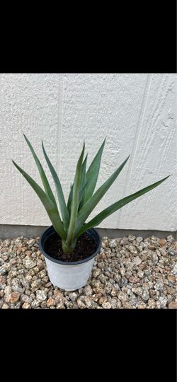 Plant