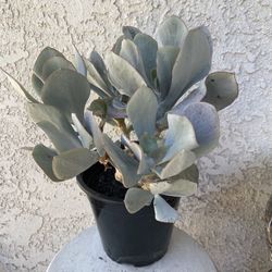 1.5 Gallon Pot Succulent Plant - Cotyledon Orbiculata - Silver Pig’s Ear - White Lady - Rooted & Established 🪴- Drought Resistant  