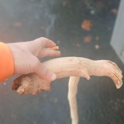 Walking Stick (Cane)