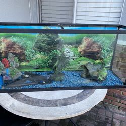 Fish Tank