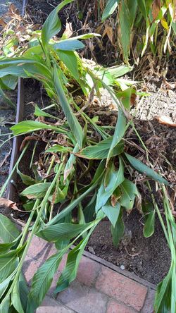 Canna bulbs