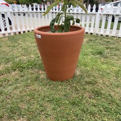 Terra Cotta Pot Comes w/plant For FREE!