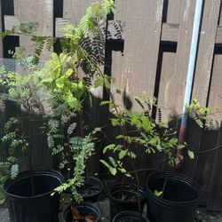 Tamarind/Tamarindo Trees 