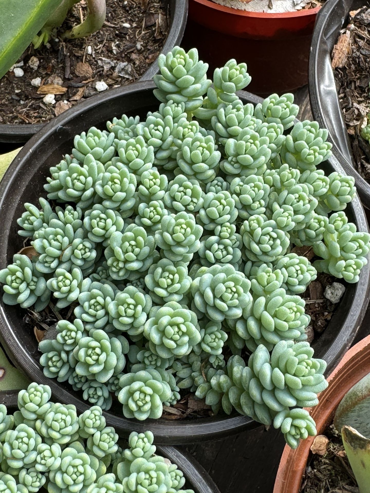 Succulents Plants 4”pot