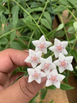 Hoya Bella