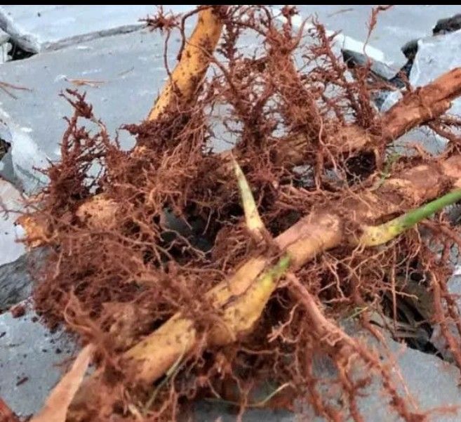 $14.00 For 1 Twelve Inch Moso Bamboo Rhizome/Root Cutting Great For Privacy Screens And Hedges 