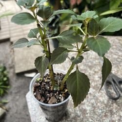 Impatiens Glimmer  Double.