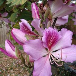 Orchid Tree Starter Plants