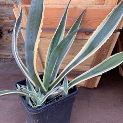 Maguey