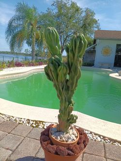 26" Monstrose Peruvian Apple Cactus Cutting $65 -Ship $15 Or Deltona, Fl Pickup 