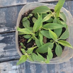 Jerusalem artichokes 