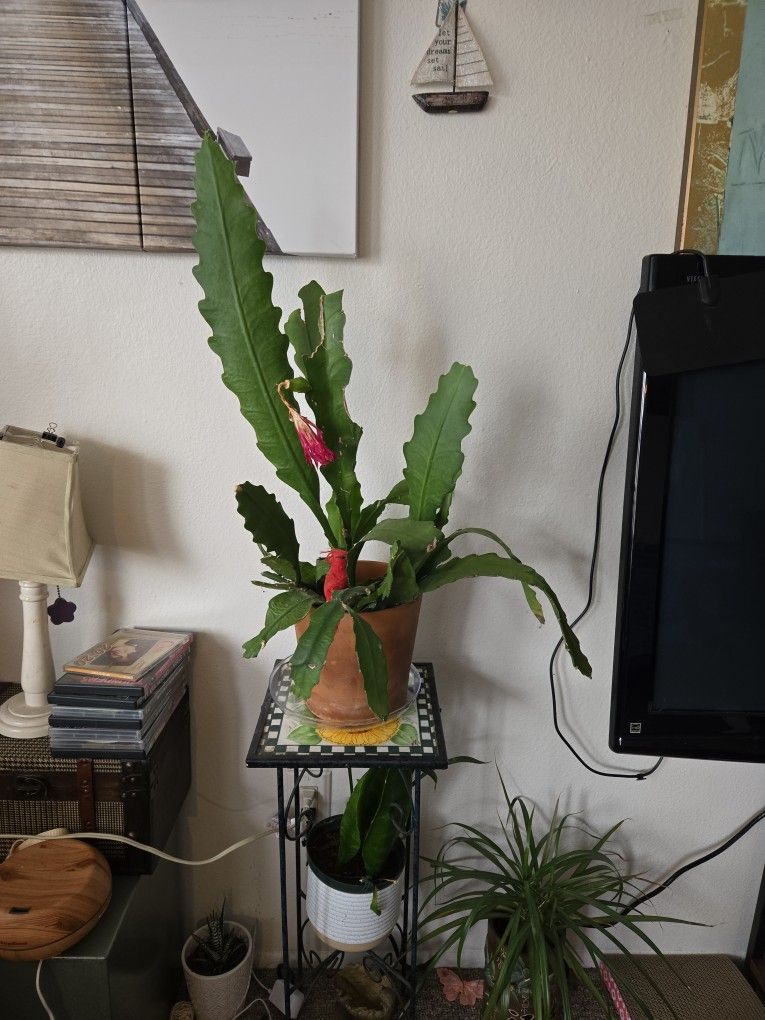 Plant Cactus