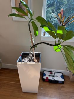 Plumeria Plant and White rolling self watering planter
