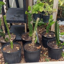 Dragon Fruit Plant 