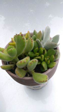 Bear paws, ogre ears succulent arrangement