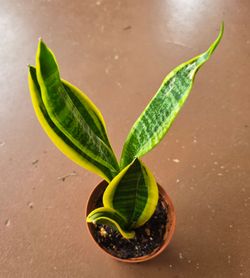 Pequena planta sanseviria