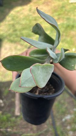 Succulents
