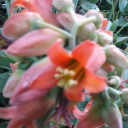 Large Succulents Orange Bell Flowers