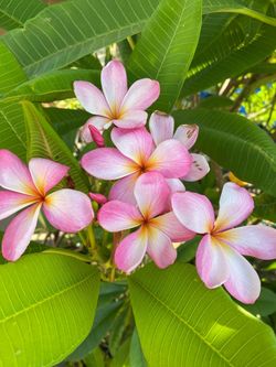 Plumeria