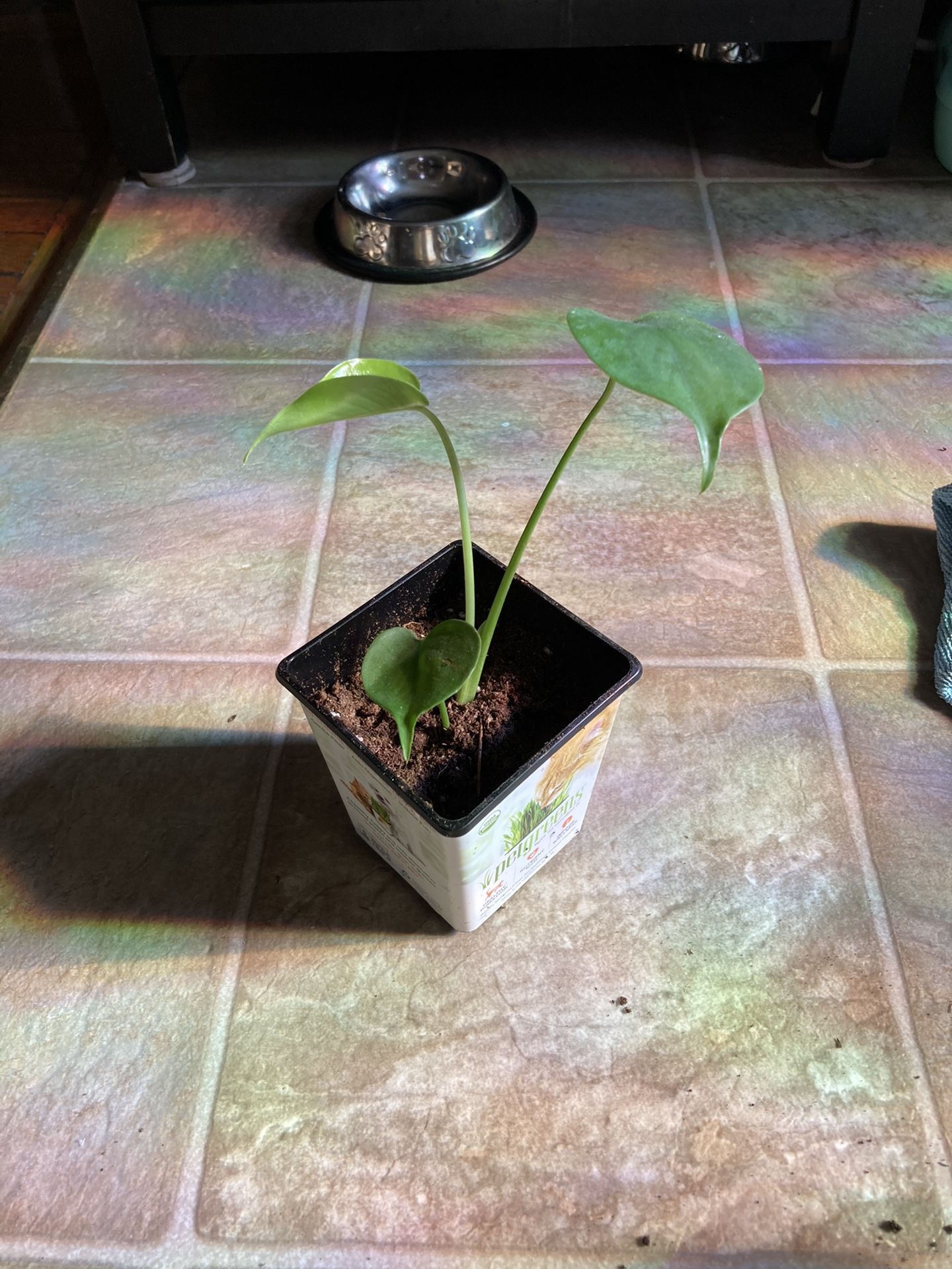 Monstera Deliciosa Cutting And Babies