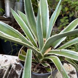 Variegated Agave