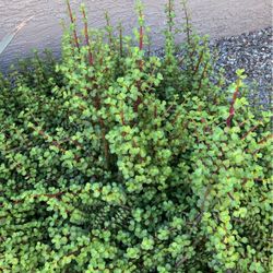 Elephant Bush (portulaca afra) 20 Cuttings