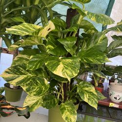 Today Only Hawaian Pothos $75 