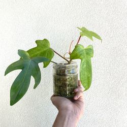 Florida Ghost Philodendron 