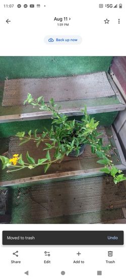 Lantana Amarillo 1galon