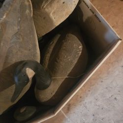 Multiple Foam And Plastic Duck Decoys