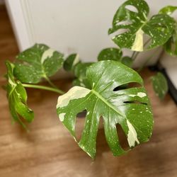 Monstera Thai Constellation Plants
