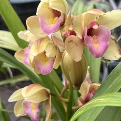 Cymbidium Orchid Plant Yellow W/Pink Lip